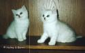 EC S*Esteticas Ariel (Amie) and S*Esteticas Aurora 8 weeks
