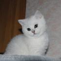 S*Esteticas Arthur 10 weeks - nr 1