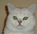 CH S*Catpearl's Baryt Green (Baryt) 1,5 years head