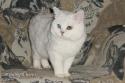 CH S*Catpearl's Baryt Green (Baryt) 1,5 years