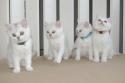 S*Esteticas Bimini (Skrållan), S*Esteticas Blondie, S*Esteticas Bingo (Dexter) S*Esteticas Bling-Bling 11 weeks - nr 2 © kia