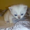 S*Esteticas Bingo (Dexter) 3 weeks - nr 1 © kia