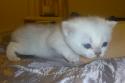 S*Esteticas Bingo (Dexter) 3 weeks - nr 2 © kia