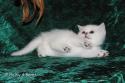 S*Esteticas Bingo (Dexter) 6 weeks - nr 2