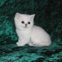 S*Esteticas Bingo (Dexter) 6 weeks - nr 3