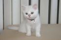 S*Esteticas Bling-Bling 11 weeks - nr 1 © kia
