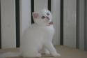 S*Esteticas Bling-Bling 11 weeks - nr 2 © kia