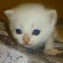 S*Esteticas Bling-Bling 3 weeks - nr 1 © kia