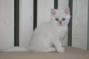 S*Esteticas Blondie 11 weeks - nr 1 © kia