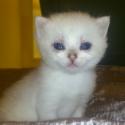S*Esteticas Blondie 3 weeks - nr 1 © kia
