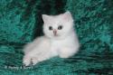 S*Esteticas Blondie 6 weeks - nr 1