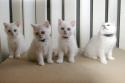 S*Esteticas Blondie, S*Esteticas Bingo (Dexter), S*Esteticas Bling-Bling and S*Esteticas Bimini (Skrållan) 11 weeks - nr 1 © kia