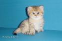 S*Esteticas Golden Boy (Tusse) 5 weeks