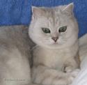 S*Esteticas Brynolf (Rufus)