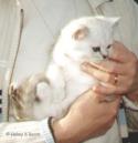EC & EP S*Esteticas Cyber Chip (Kille) 10 weeks