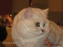 EC & EP S*Esteticas Cyber Chip (Kille) head 3,5 years