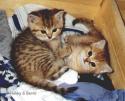 S*Esteticas Dajm and CH S*Esteticas Dixie 6 weeks