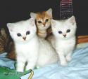 S*Esteticas Dandy, CH S*Esteticas Dixie and S*Esteticas Dexter 7 weeks
