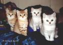 S*Esteticas Diddie, CH S*Esteticas Dixie, S*Esteticas Dexter and S*Esteticas Dandy 11 weeks