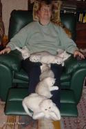 E-litter  9 weeks and F-litter  7 weeks i Helmys knä