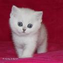 S*Esteticas Elvira (Elvira) 6 weeks - nr 1