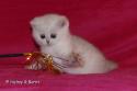 S*Esteticas Elvira (Elvira) 6 weeks - nr 2