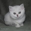 S*Esteticas Elvira (Elvira) 8 weeks - nr 1