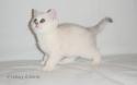 GIC S*Esteticas Eloisa Enya (Enya) 9 weeks