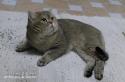 CH S*Kristallkattens Golden Maximillian (Enzo) 4 years - nr 1
