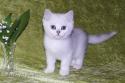 S*Esteticas Eskil (Eskil) 10 weeks - nr 1