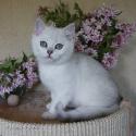 S*Esteticas Eskil (Eskil) 12 weeks - nr 1