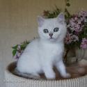 S*Esteticas Eskil (Eskil) 12 weeks - nr 2