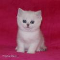 S*Esteticas Eskil (Eskil) 6 weeks - nr 1