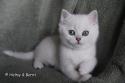 S*Esteticas Eskil (Eskil) 8 weeks - nr 1