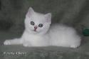 S*Esteticas Eskil (Eskil) 8 weeks - nr 2