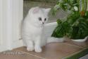 CH S*Esteticas Hjärter Ess (Esset) 9 weeks