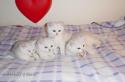 CH S*Esteticas Hjärter Ess (Esset), S*Esteticas Hjärter Dam, S*Esteticas Hope Gem of  Catpearl (Hope) and S*Esteticas Hjärter Kung 12 weeks