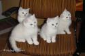 CH S*Esteticas Hjärter Ess (Esset), S*Esteticas Hjärter Kung, S*Esteticas Hjärter Dam and S*Esteticas Hope Gem of  Catpearl (Hope) 9 weeks