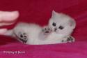 S*Esteticas Estrella (Estrella) 6 weeks - nr 2