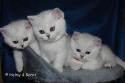 S*Esteticas Estrella (Estrella), S*Esteticas Elvira (Elvira) and S*Esteticas Eskil (Eskil) 8 weeks - nr 1