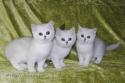 S*Esteticas Estrella (Estrella), S*Esteticas Eskil (Eskil) and S*Esteticas Elvira (Elvira) 10 weeks - nr 1