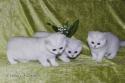 S*Esteticas Estrella (Estrella), S*Esteticas Eskil (Eskil) and S*Esteticas Elvira (Elvira) 10 weeks - nr 2