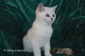 S*Esteticas Fabian 12 weeks - nr 2