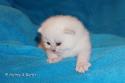 S*Esteticas Fabian 2 weeks