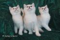 S*Esteticas Fabian, S*Esteticas Frost (Lussefer) and S*Esteticas Figaro (Lexuz) 12 weeks