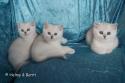 S*Esteticas Fabian, S*Esteticas Frost (Lussefer) and S*Esteticas Figaro (Lexuz) 8 weeks - nr 1