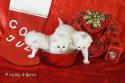 S*Esteticas Figaro (Lexuz), S*Esteticas Fabian and S*Esteticas Frost (Lussefer) Christmas 2017