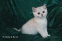 S*Esteticas Figaro (Lexuz) 12 weeks - nr 1
