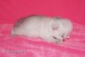 S*Esteticas Figaro (Lexuz) 1 week - nr 4