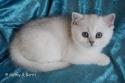 S*Esteticas Figaro (Lexuz) 8 weeks - nr 1